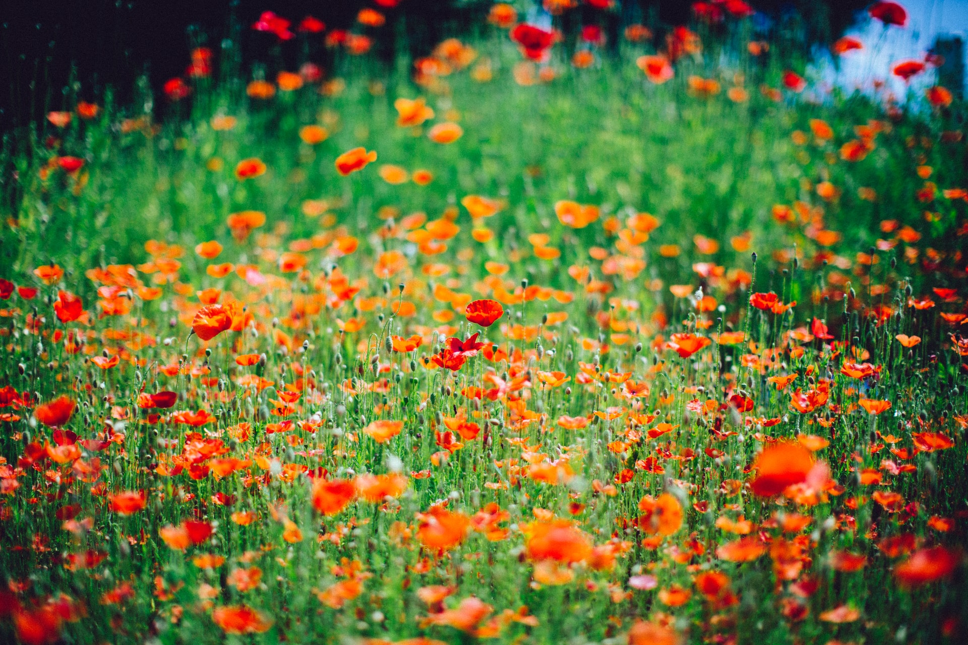 coquelicots
